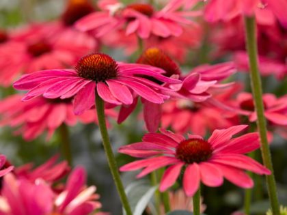 Echinacea ‘Sweet Meadow Mama’