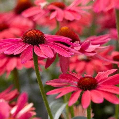 Echinacea ‘Sweet Meadow Mama’