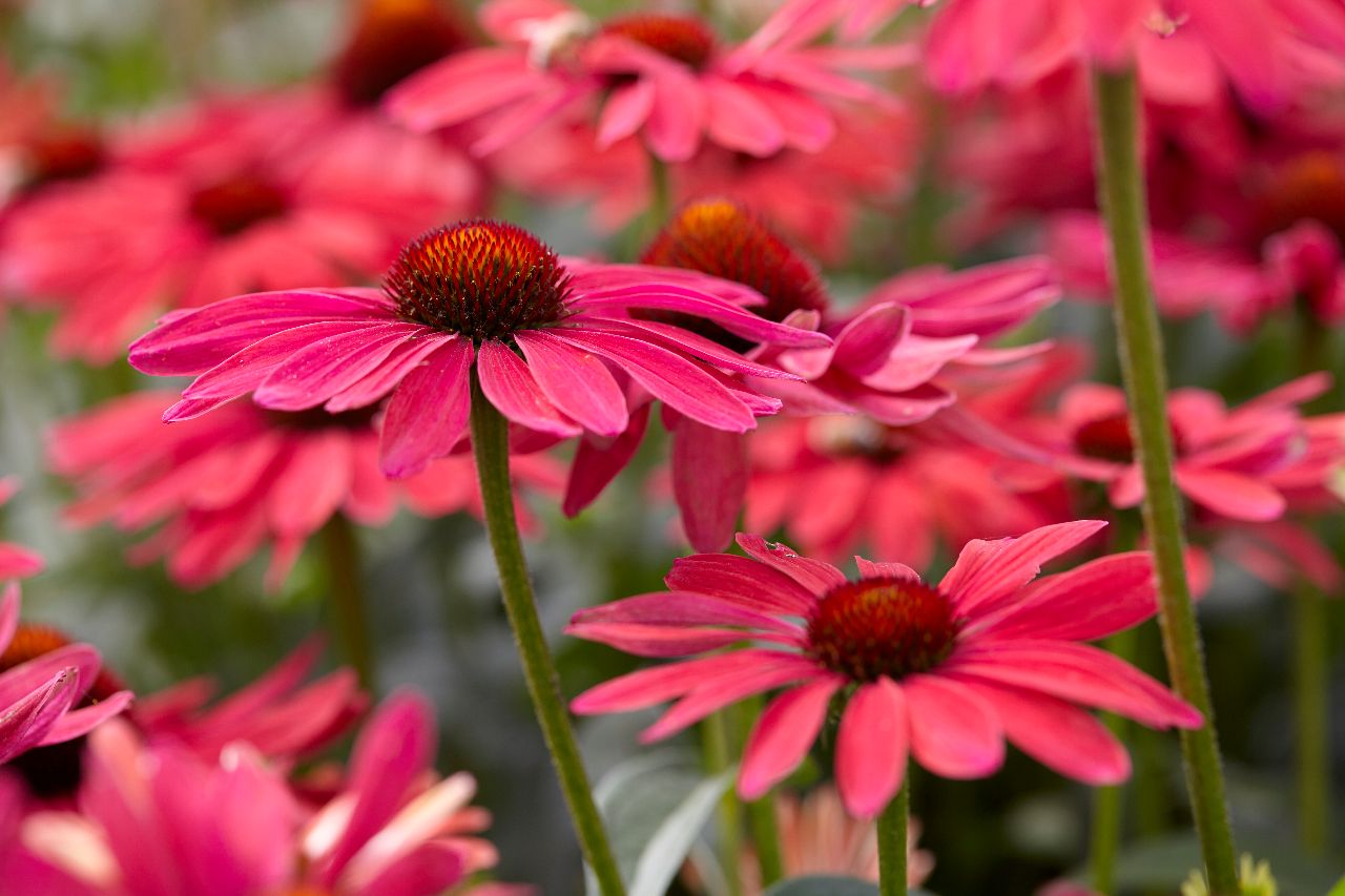 Echinacea ‘Sweet Meadow Mama’