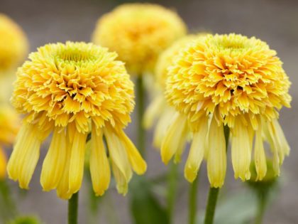 Echinacea ‘Lemon Drop’