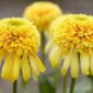 Echinacea ‘Lemon Drop’