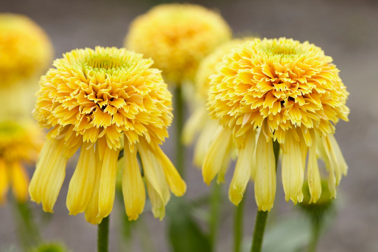 Echinacea ‘Lemon Drop’