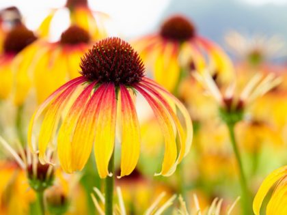 Echinacea ‘Fiery Meadow Mama’