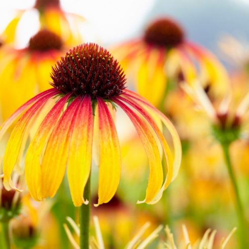 Echinacea ‘Fiery Meadow Mama’