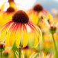 Echinacea ‘Fiery Meadow Mama’