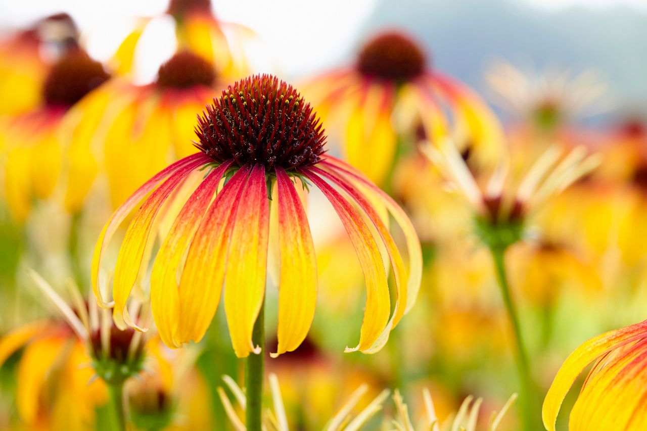 Echinacea ‘Fiery Meadow Mama’