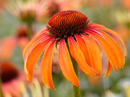 Echinacea ‘Laughing Meadow Mama’