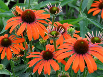 Echinacea ‘Julia’