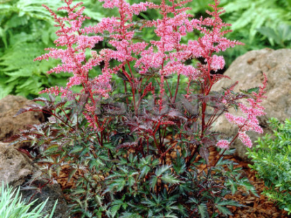 Astilbe ‘Key West’