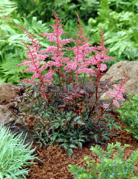 Astilbe ‘Key West’