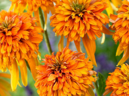 Echinacea ‘Marmalade’