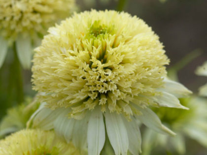 Echinacea ‘Meringue’