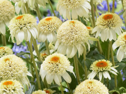 Echinacea ‘Milkshake’