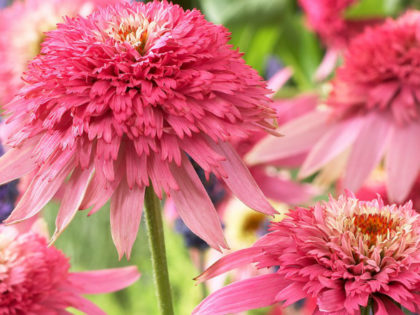 Echinacea ‘Pink Double Delight’