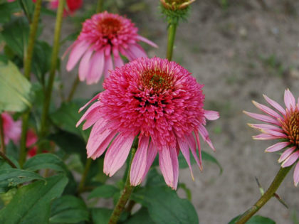 Echinacea ‘Pink Sorbet’