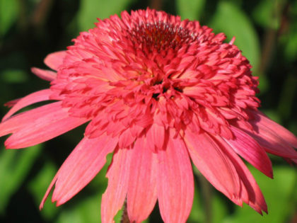 Echinacea ‘Raspberry Truffle’