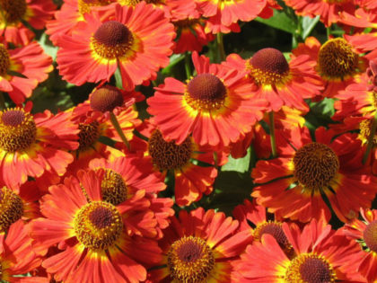 Helenium ‘Salsa’