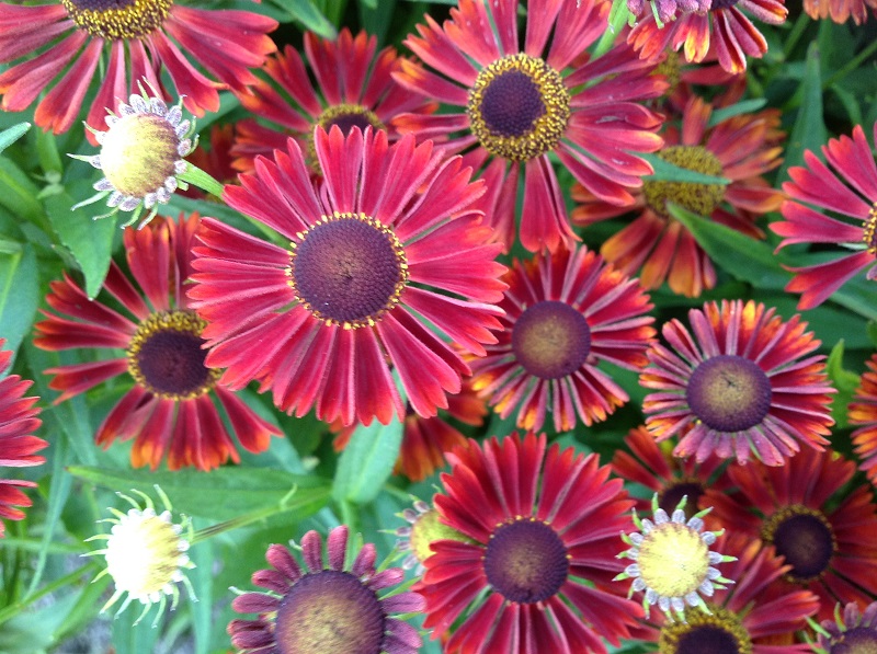 Helenium ‘Siesta’