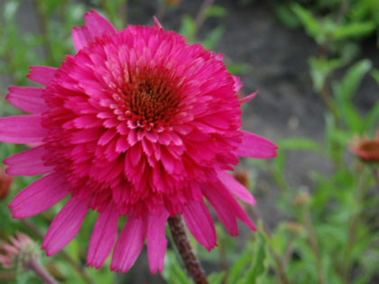 Echinacea ‘Southern Belle’