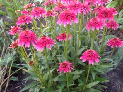 Echinacea ‘Sweet Sixteen’