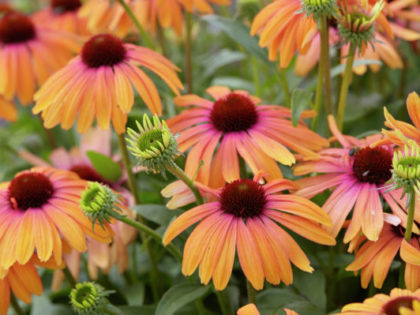 Echinacea ‘Rainbow Marcella’