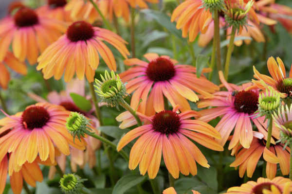 Echinacea ‘Rainbow Marcella’ | AB Cultivars