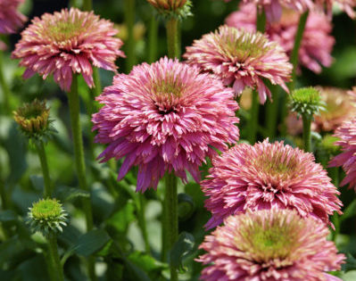 Echinacea ‘Pink Bonbon’