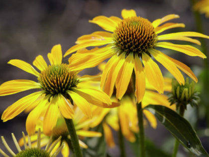 Echinacea ‘Golden Skipper’