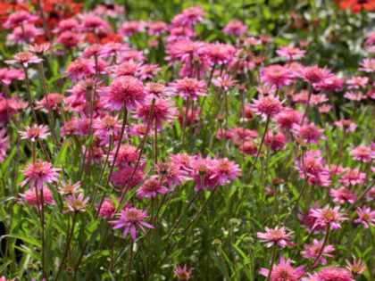 Echinacea ‘Mini Belle’