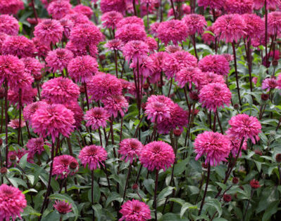 Echinacea ‘Blackberry Truffle’