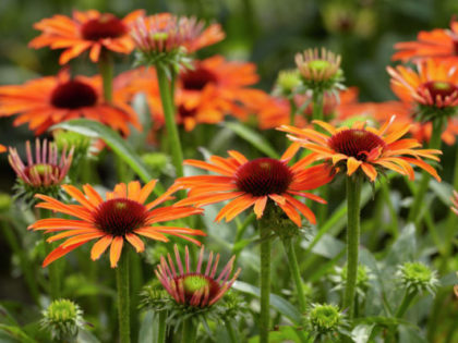 Echinacea ‘Orange Skipper’