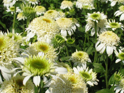 Echinacea ‘White Double Delight’