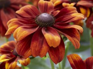 Rudbeckia ‘Glowing’