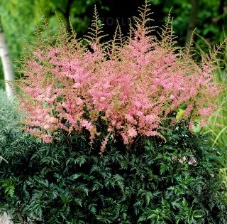 Astilbe ‘Super Sprite’