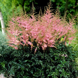 Astilbe ‘Super Sprite’