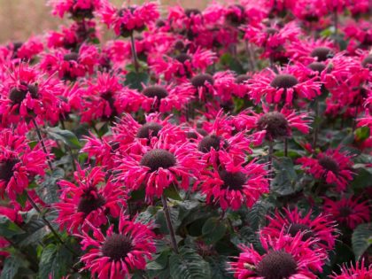 Monarda ‘Bee-Happy’