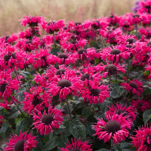 Monarda ‘Bee-Happy’