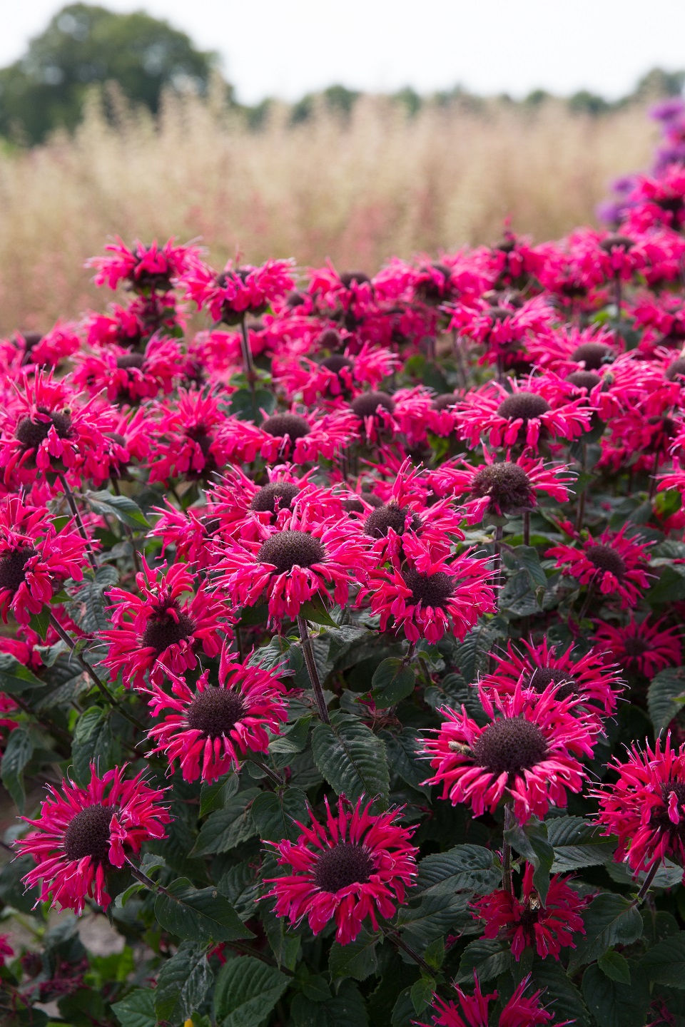 Monarda ‘Bee-Happy’