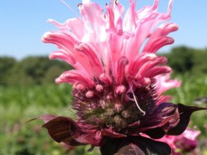 Monarda ‘Bee-Lieve’