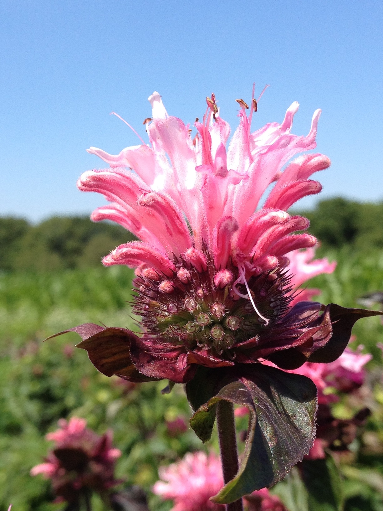 Monarda ‘Bee-Lieve’