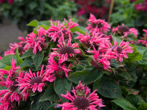 Monarda ‘Bee-Merry’