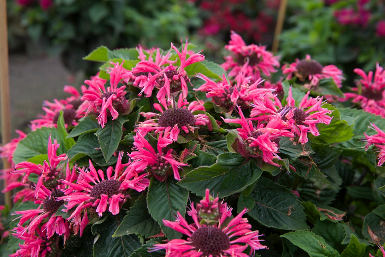 Monarda ‘Bee-Merry’