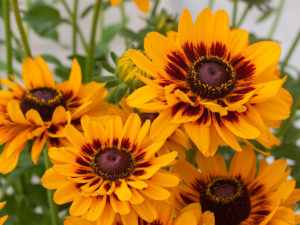 Rudbeckia ‘Giggling’