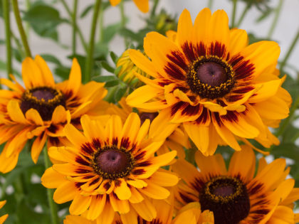 Rudbeckia ‘Giggling’