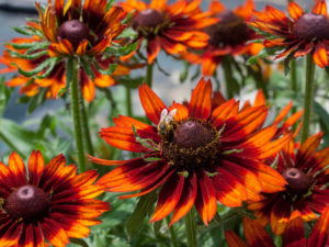 Rudbeckia ‘Happy’