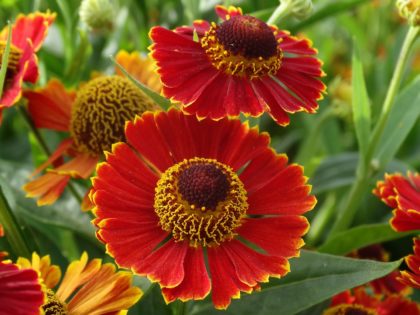 Helenium ‘Poncho’