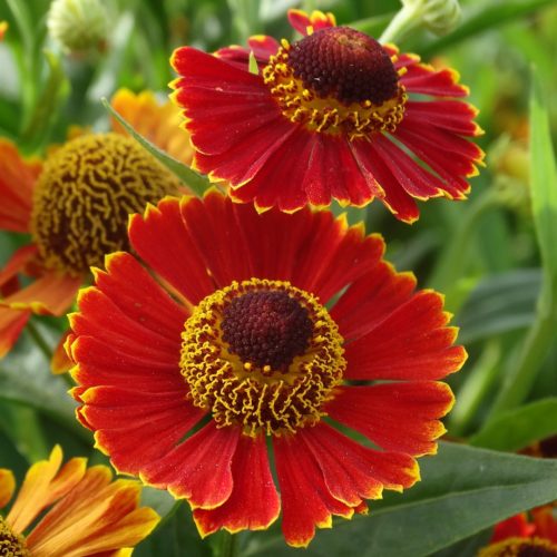 Helenium ‘Poncho’