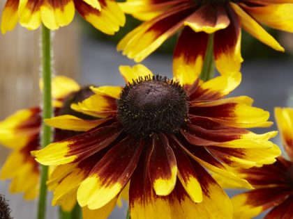 Rudbeckia ‘Kissing’