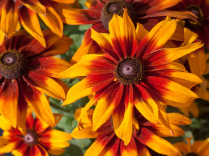 Rudbeckia ‘Laughing’