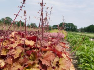 Heuchera ‘Rex Dark Amber’